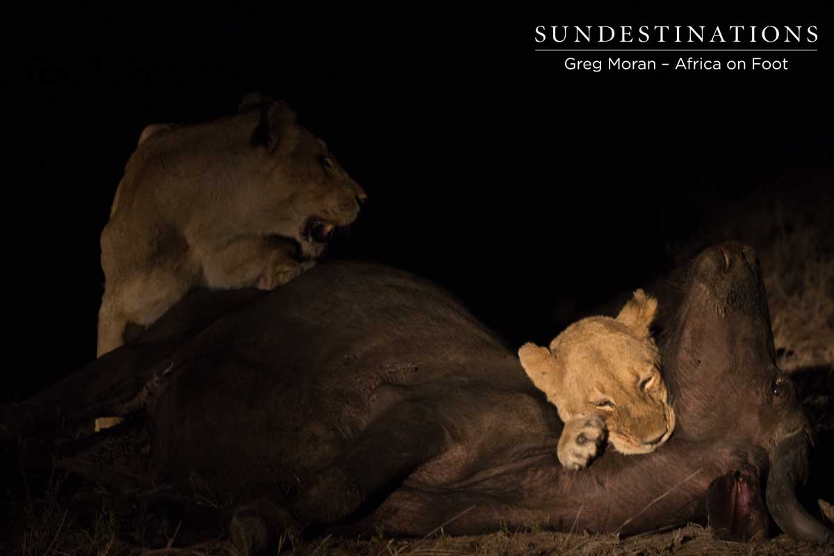Ross Lioness Kill