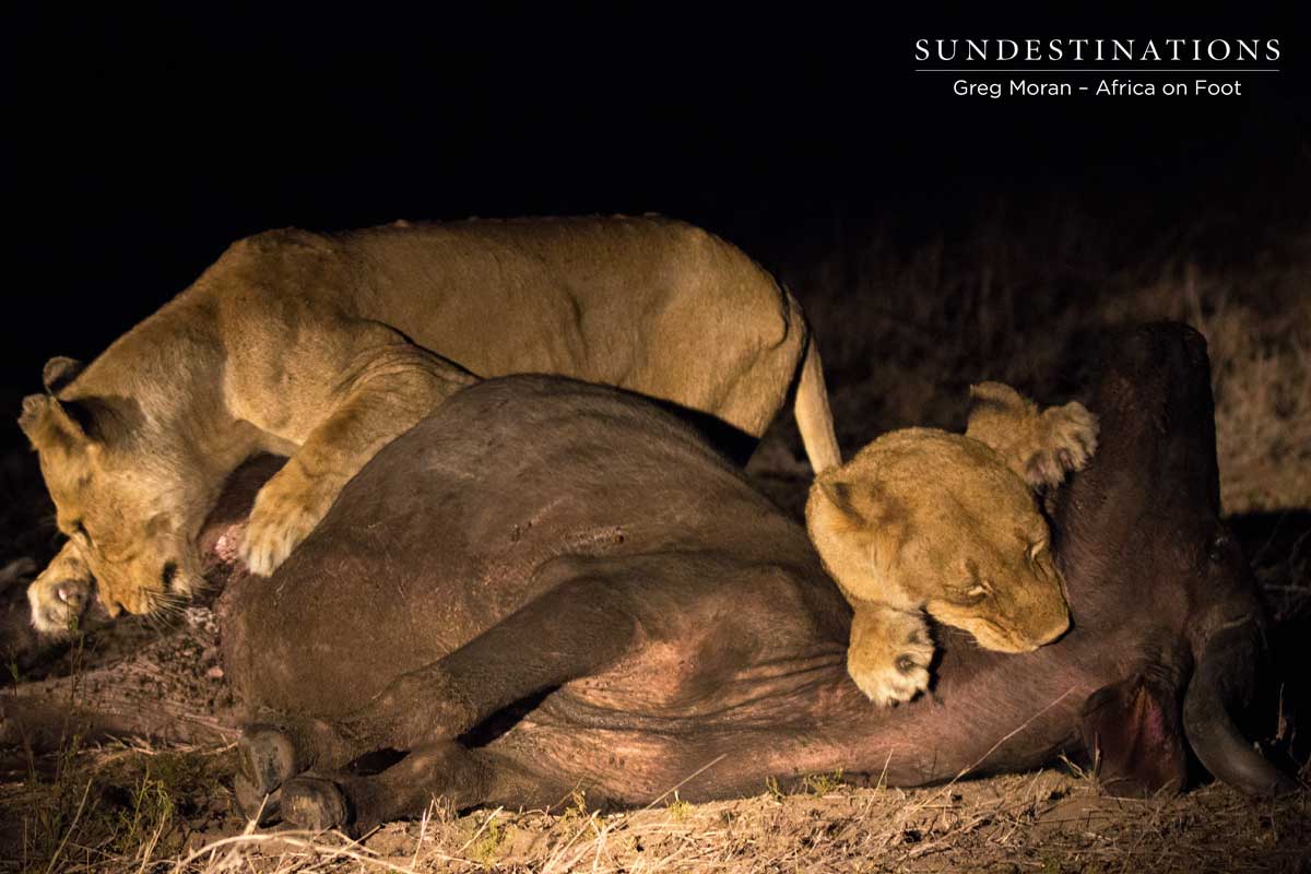 Buffalo Kill- Lions