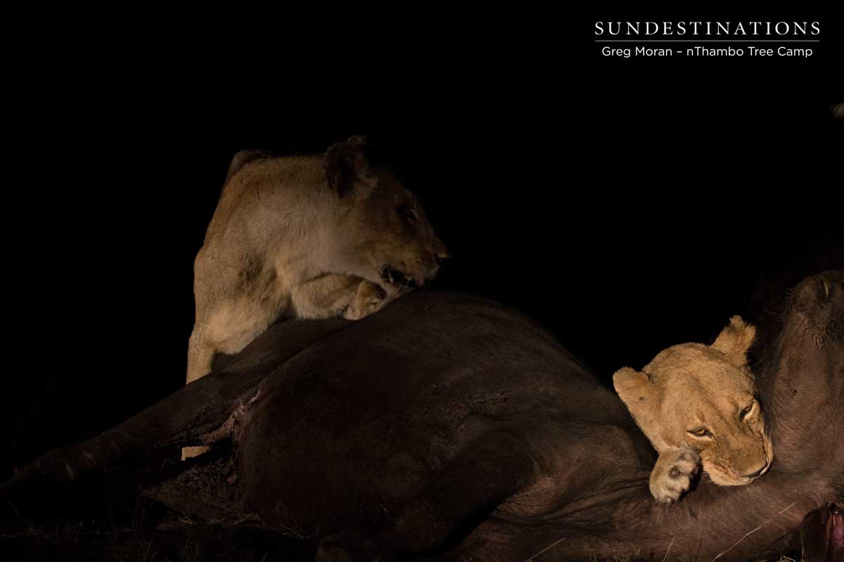 Ross Pride Lionesses