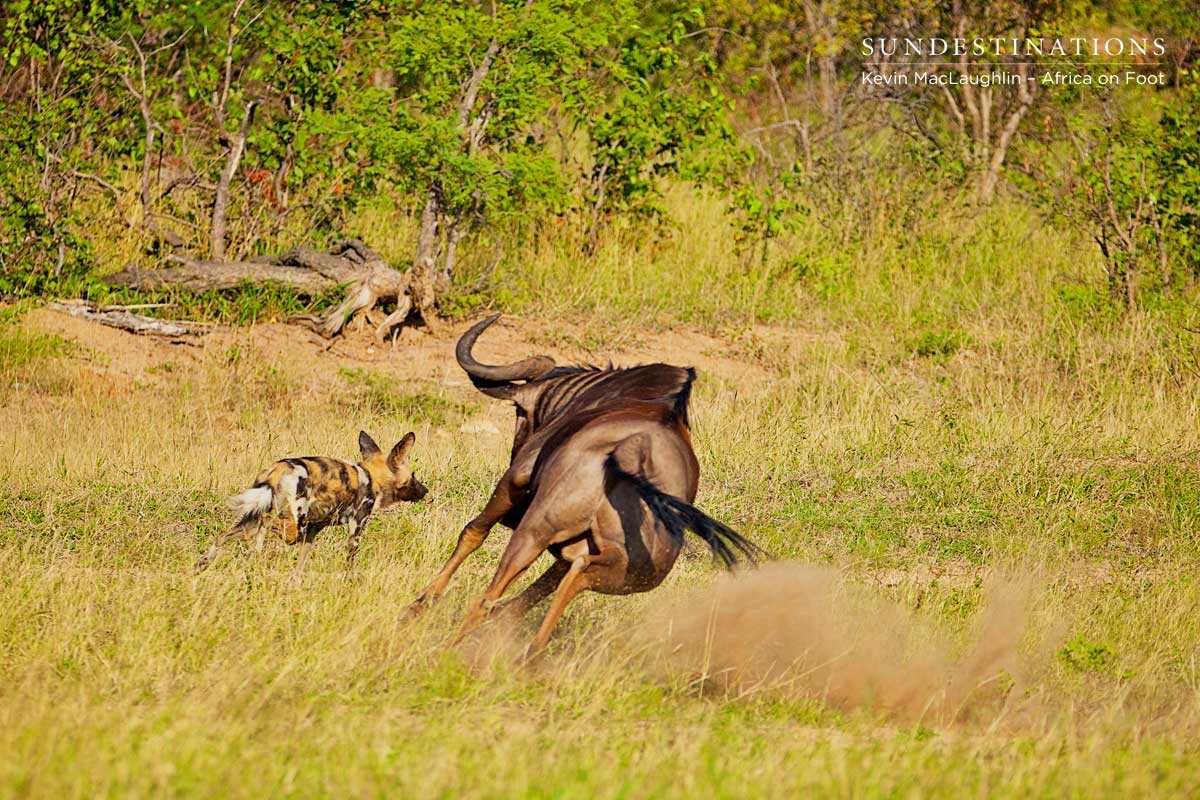 Wildebeest Chasing Wild Dog Wildebeest Chasing Wild Dog
