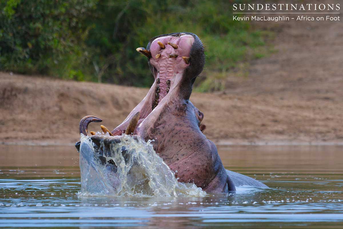 Hippo in Water Hippo in Water