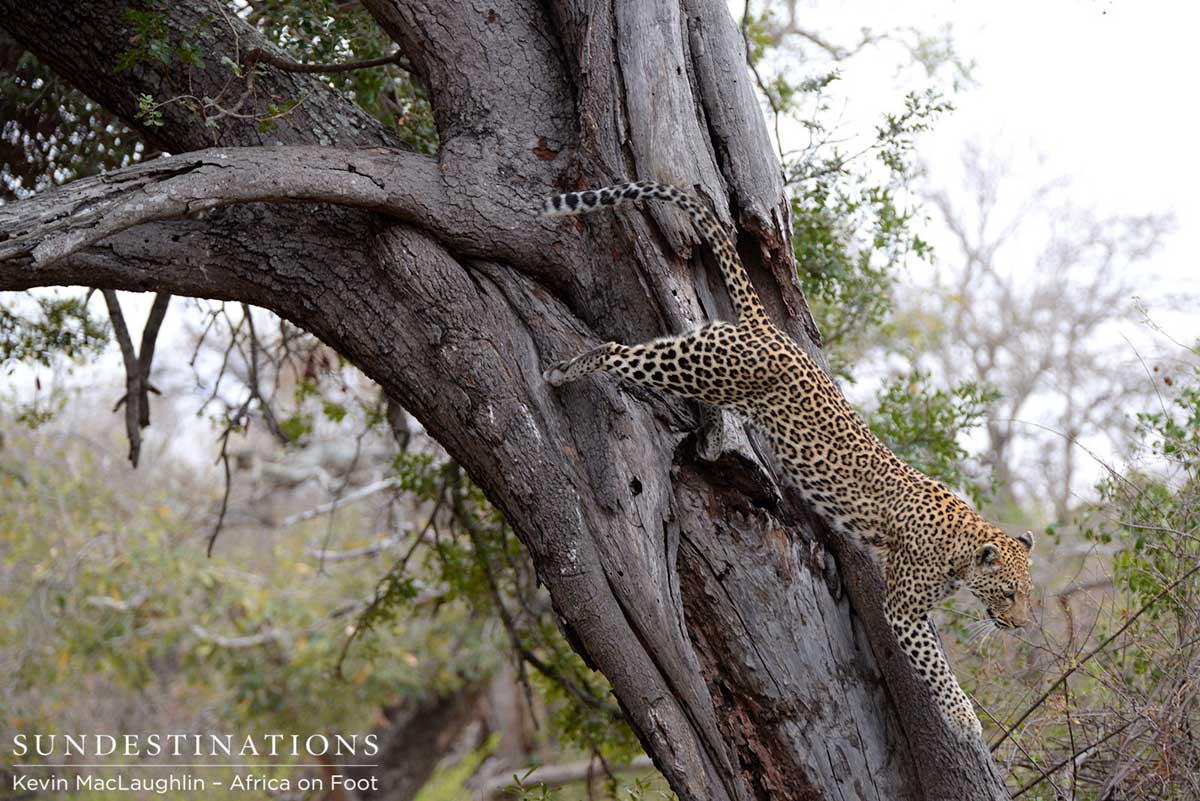 Leopard in Tree Leopard in Tree