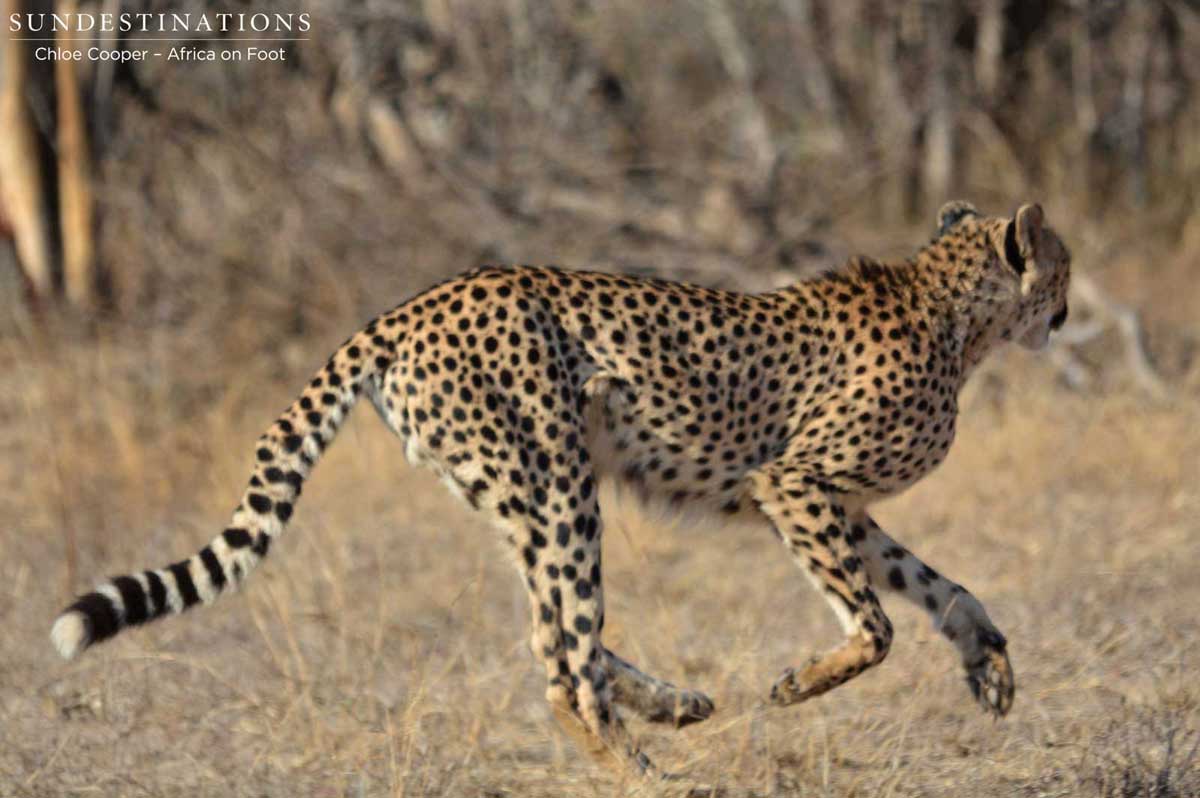 Cheetah Running Cheetah Running
