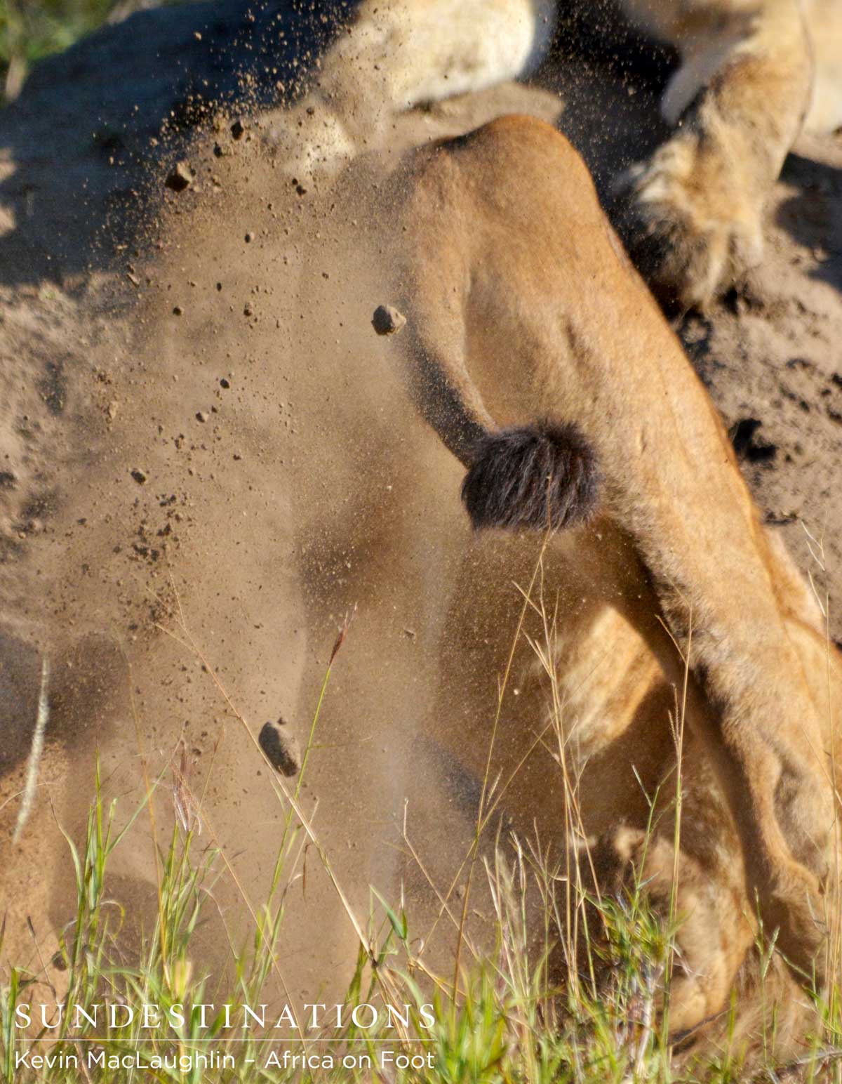 Lionesses Digs out Warthog Lionesses Digs out Warthog