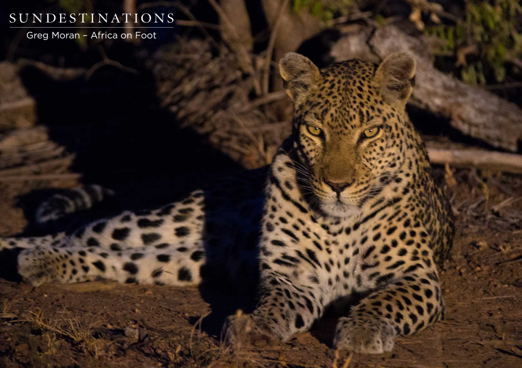 Cleo the Leopardess