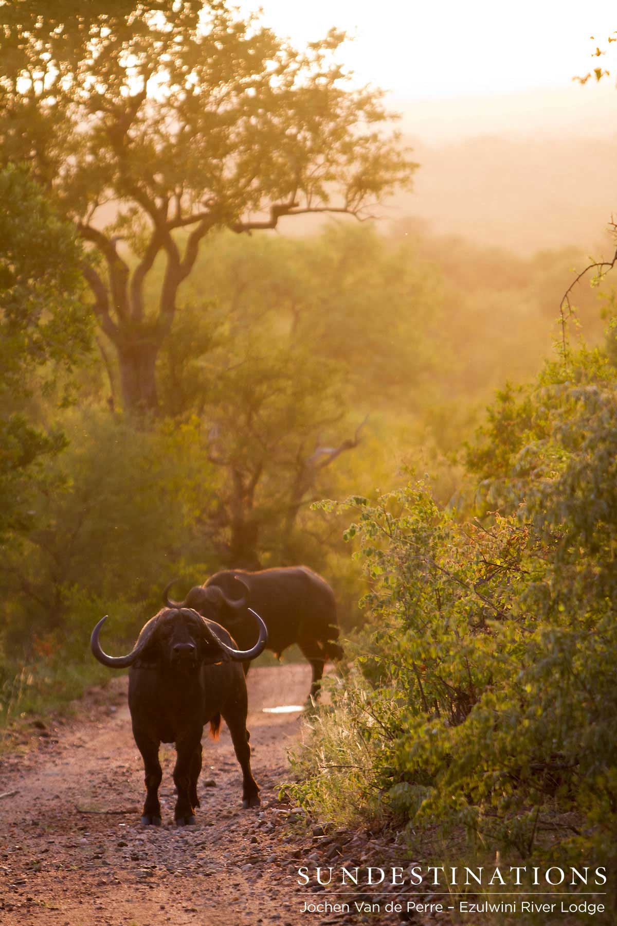 Lone Buffalo