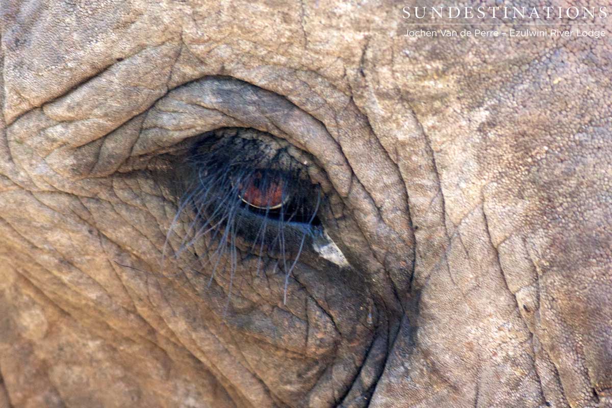 Eye of the Elephant