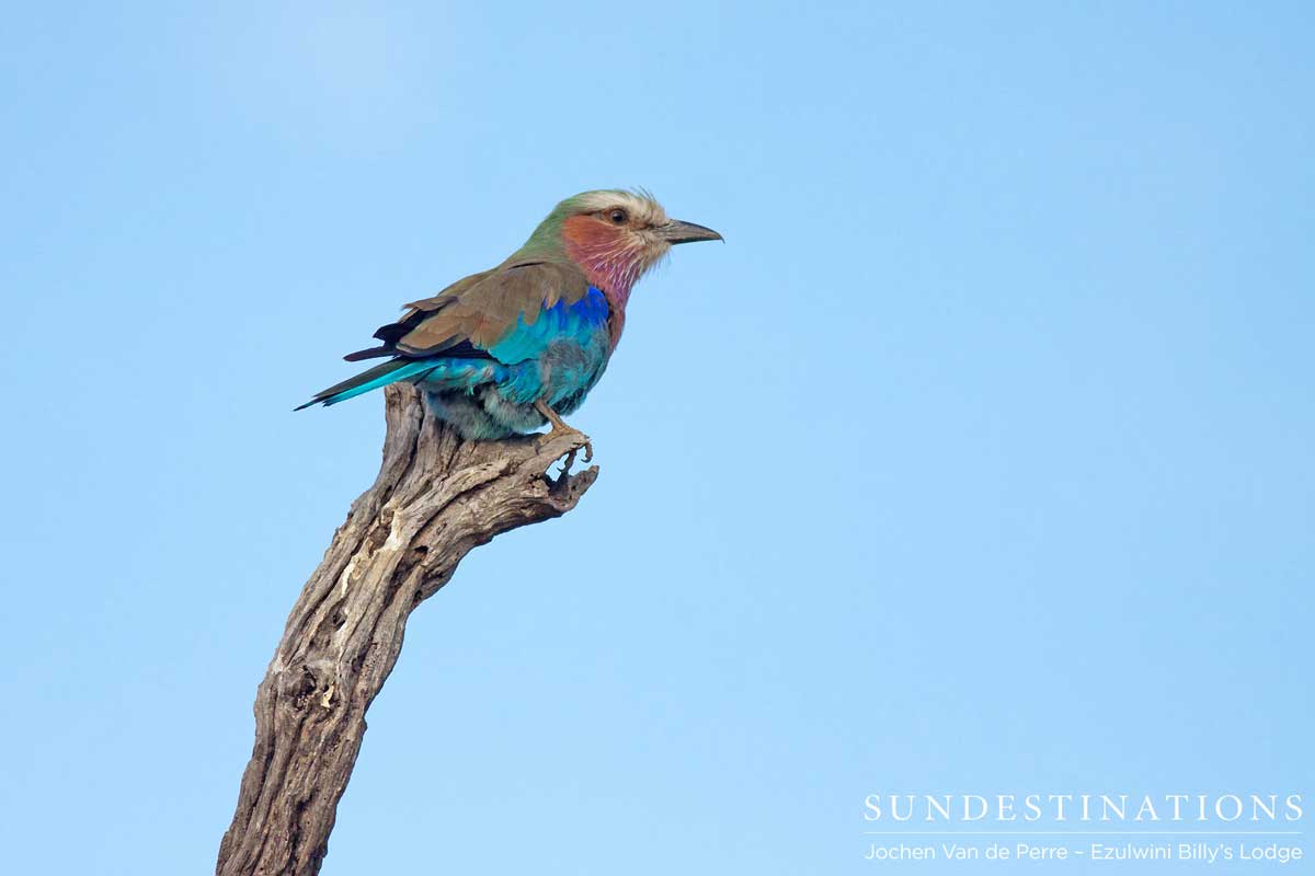 Lilac-breasted Roller