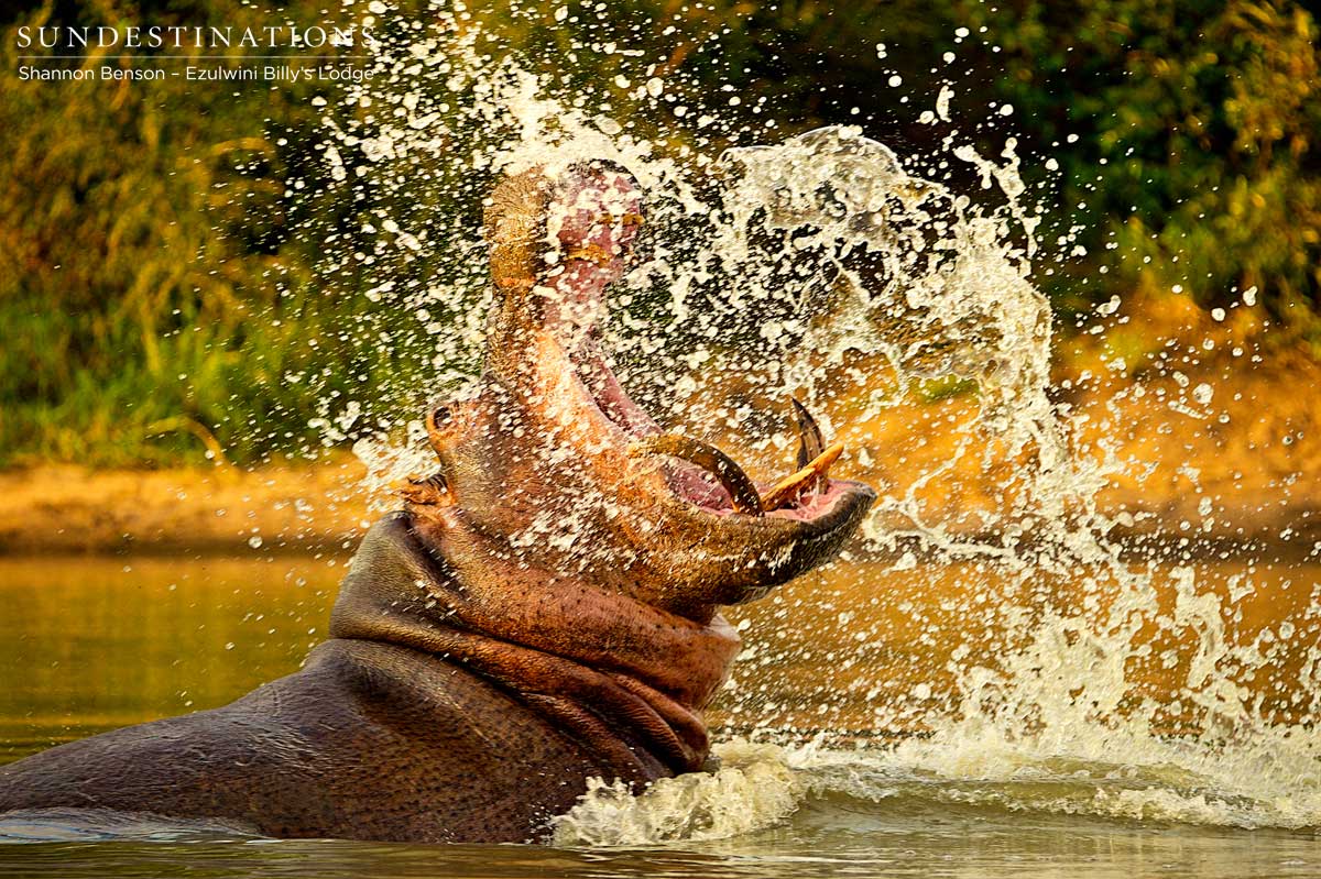 Hippo on Move Hippo on Move