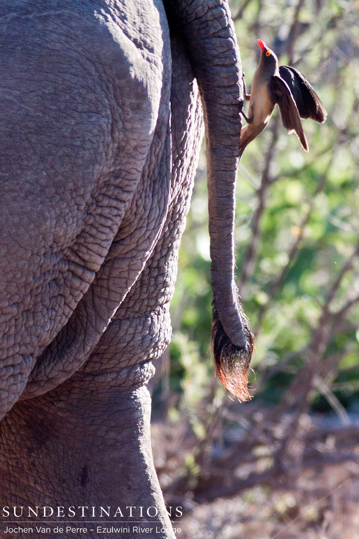 Oxpecker on Elephant Oxpecker on Elephant