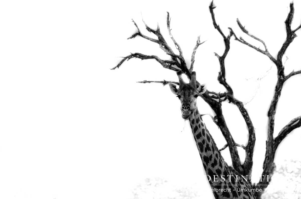 Giraffe - Umkumbe