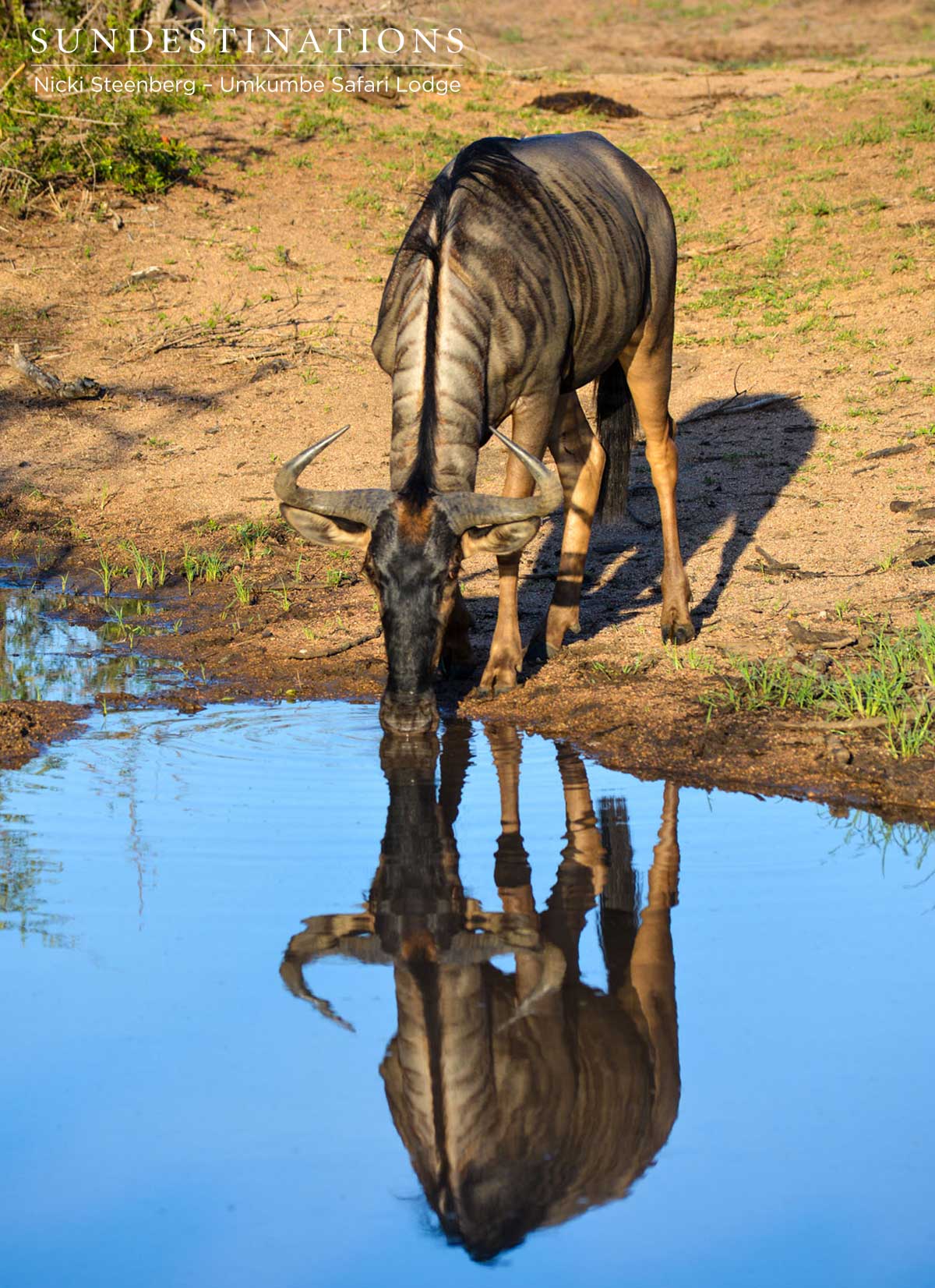 Wildebeest - Umkumbe