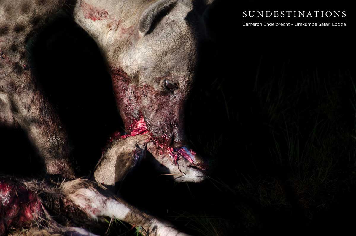 Hyena Feasting on a Meal