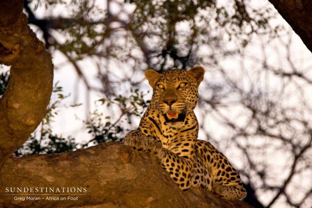 Zero - Male Leopard