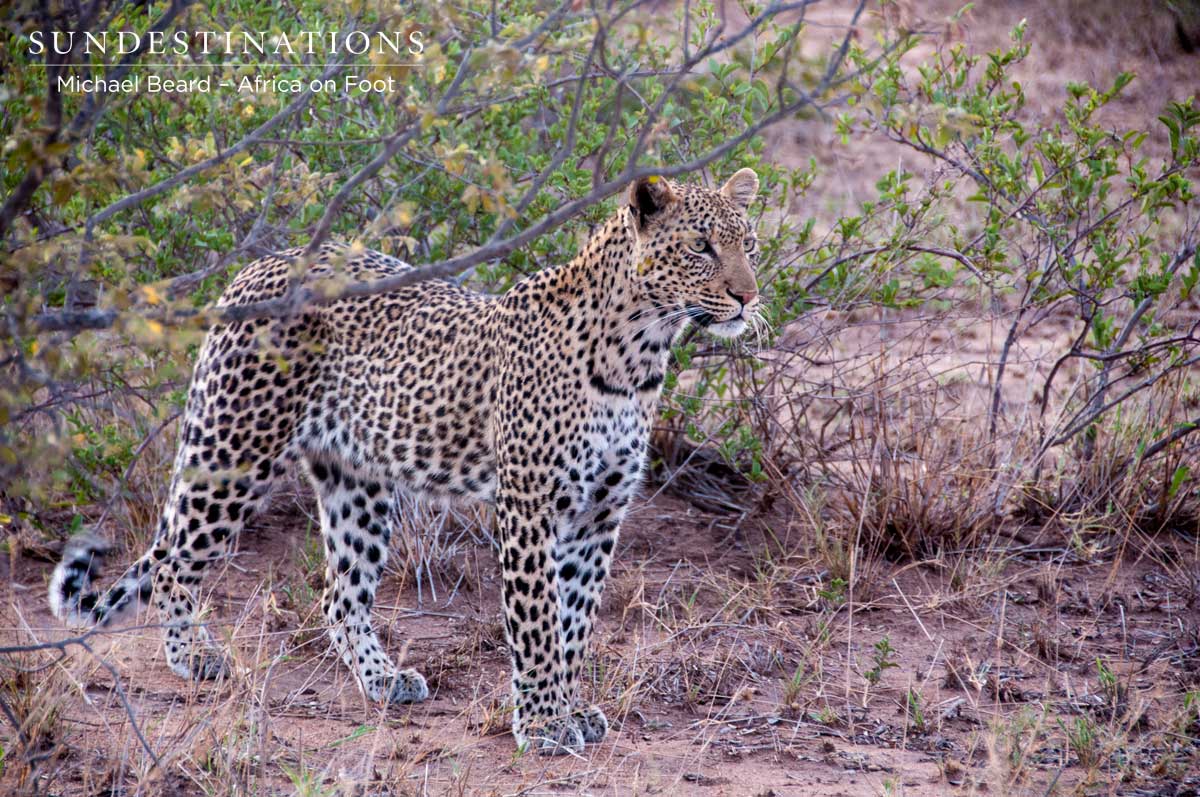 Marula Leopardess