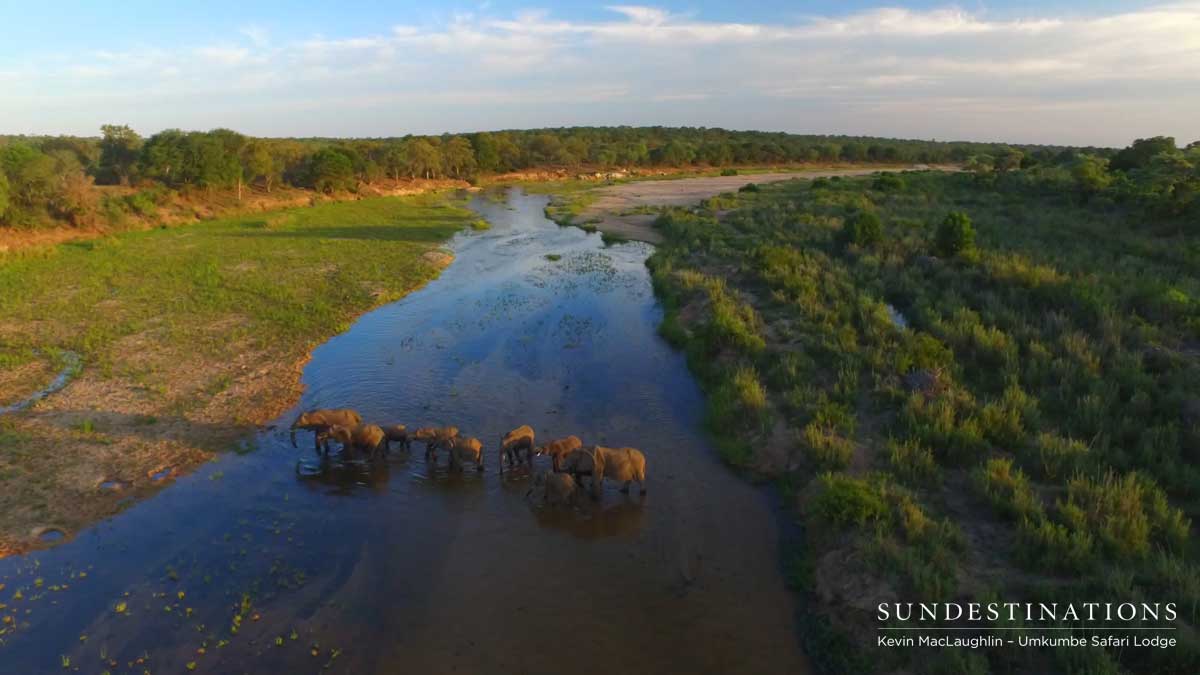 Elephants Crossing Sand River Elephants Crossing Sand River