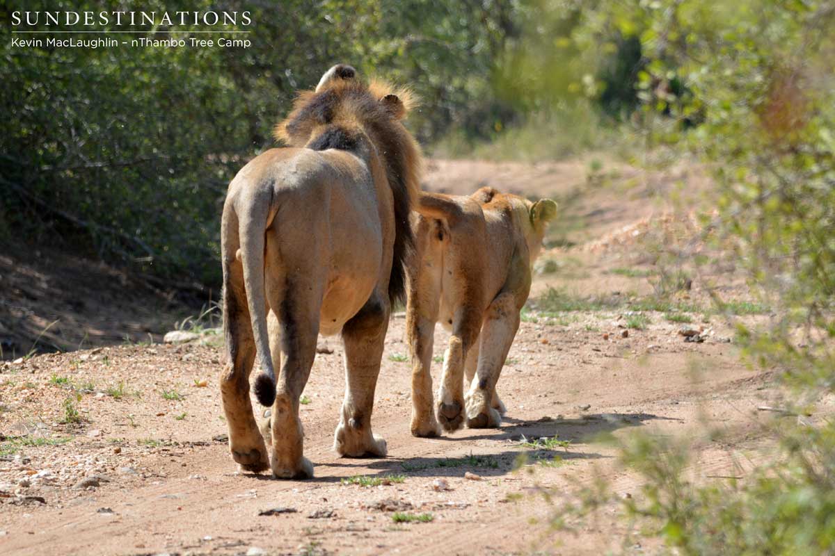 Klaserie Lions on the Move Klaserie Lions on the Move