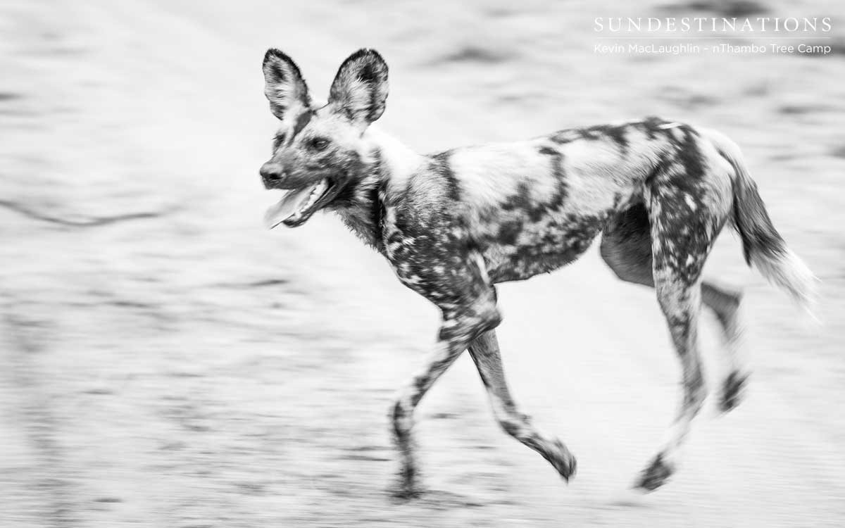 Wild Dog nThambo Tree Camp Wild Dog nThambo Tree Camp
