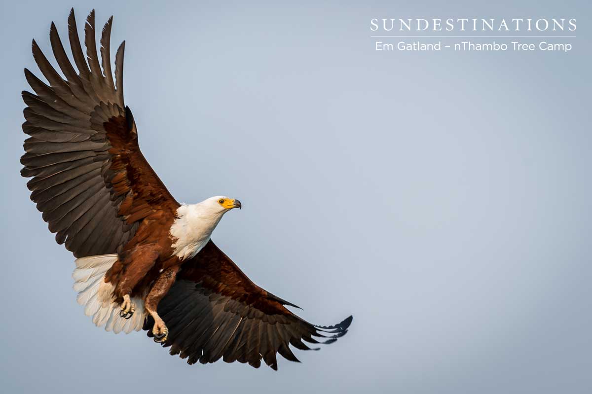 African Fish Eagle nThambo African Fish Eagle nThambo