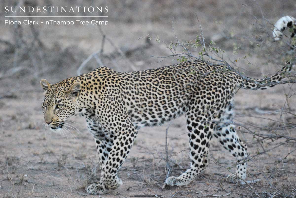 Marula Female Leopardess