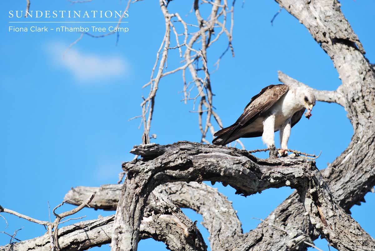 Eagle - nThambo Tree Camp