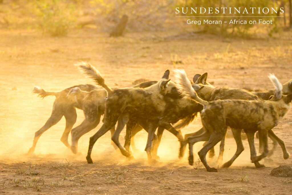 Wild Dogs Africa on Foot