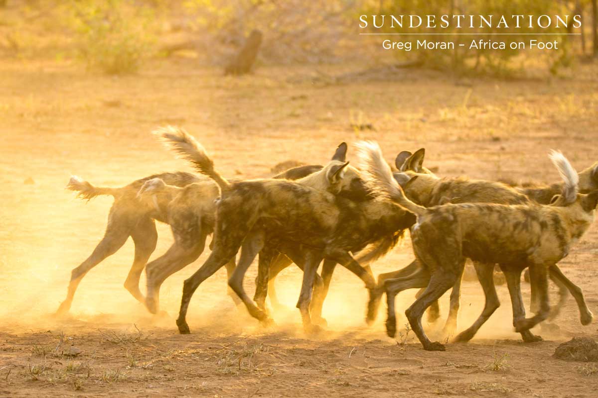 Wild Dogs Africa on Foot
