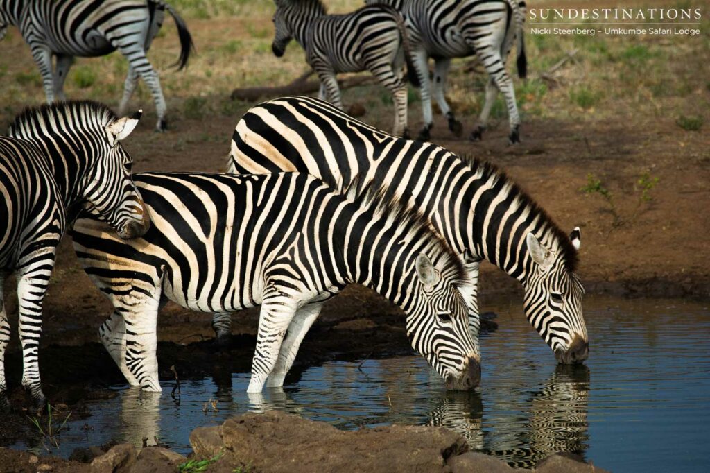 Striking zebra drink in unison at Umkumbe Safari Lodge Striking zebra drink in unison at Umkumbe Safari LodgeStriking zebra drink in unison at Umkumbe Safari Lodge
