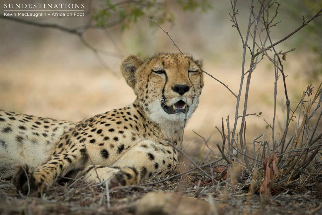 A winking cheetah. Spot the ant walking the plank above her head... A winking cheetah. Spot the ant walking the plank above her head...