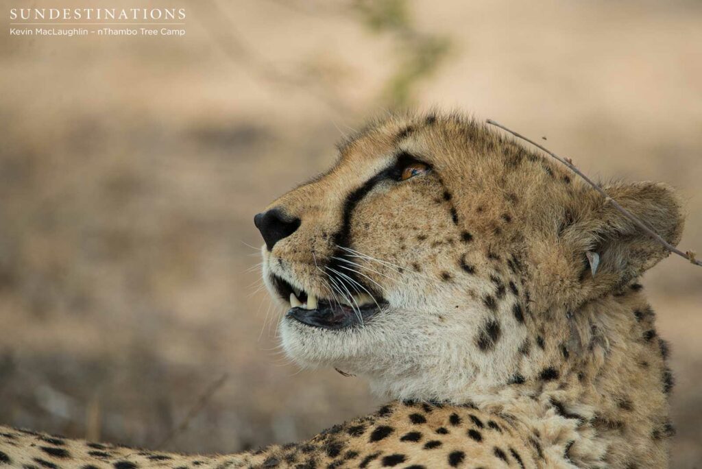 Getting acquainted with a very relaxed female cheetah Getting acquainted with a very relaxed female cheetah