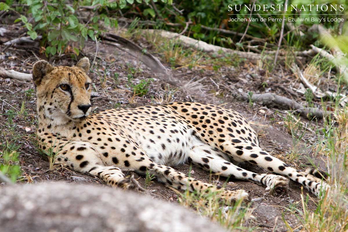 Cheetah Resting Cheetah Resting