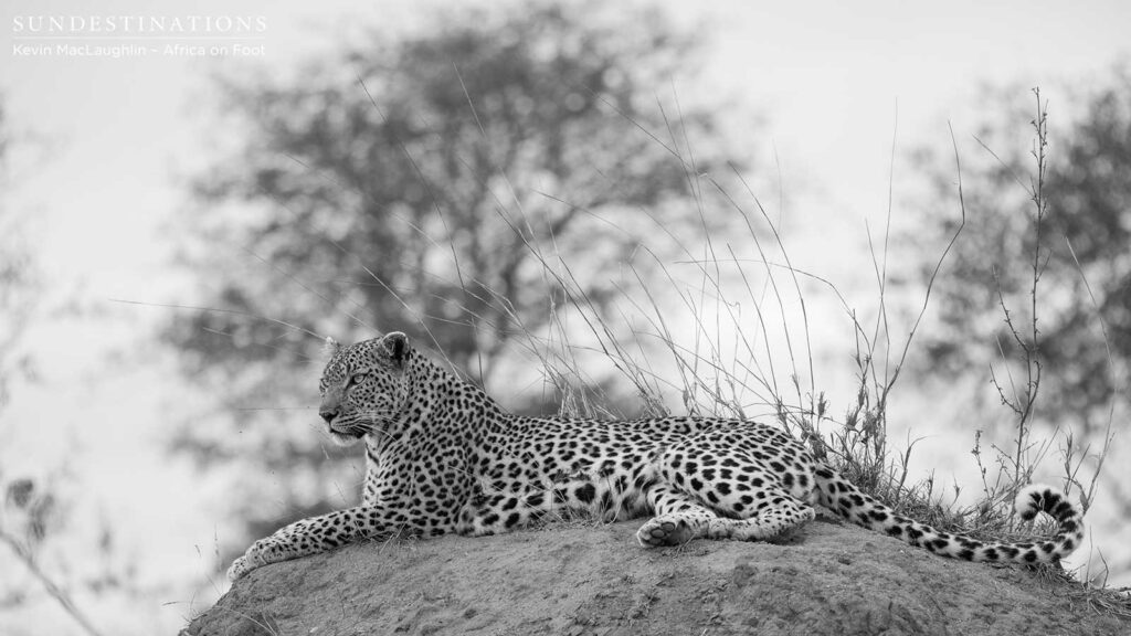 Elegant leopardess, Cleo, reclines on top of a termite mound Elegant leopardess, Cleo, reclines on top of a termite mound