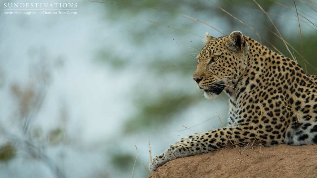 Cleo the leopardess looking regal Cleo the leopardess looking regal
