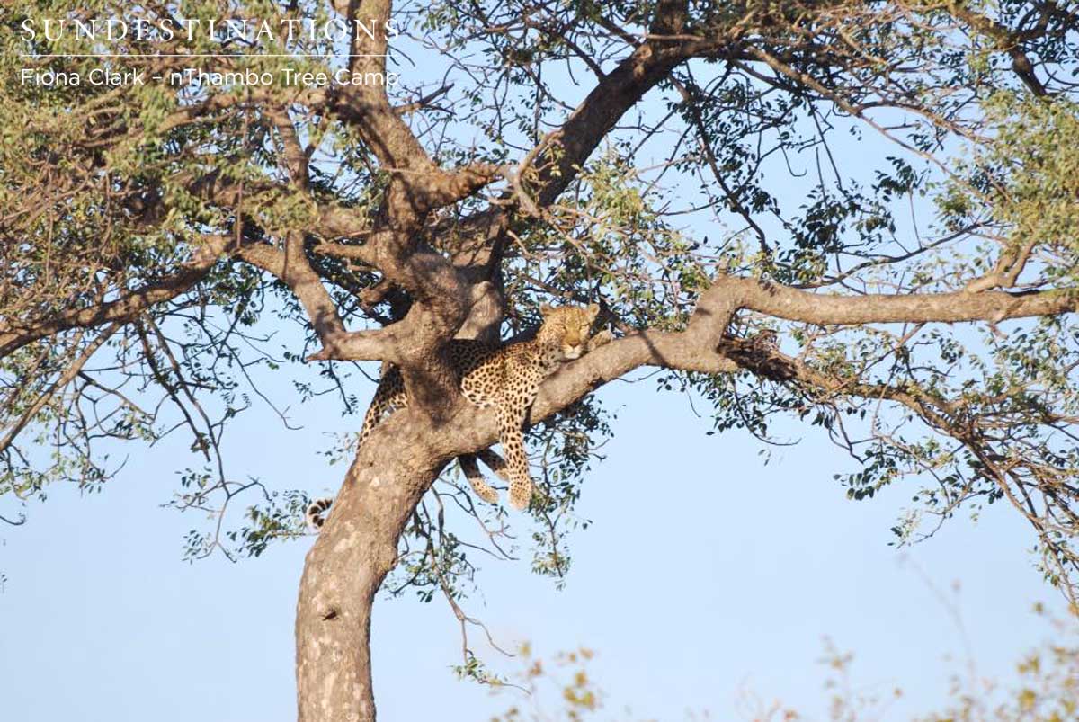 nThambo Leopard nThambo Leopard