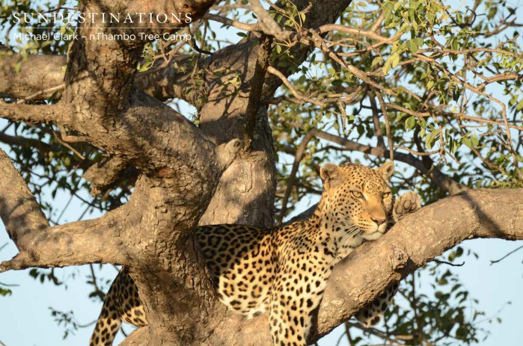 nThambo - Leopard