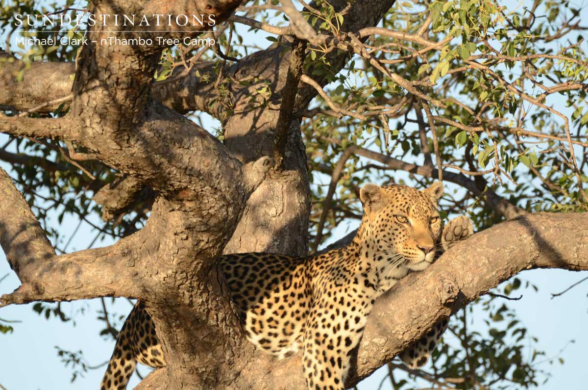 nThambo - Leopard nThambo - Leopard