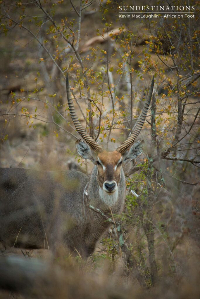 Spectscular male waterbuck blending in with the veld Spectscular male waterbuck blending in with the veld