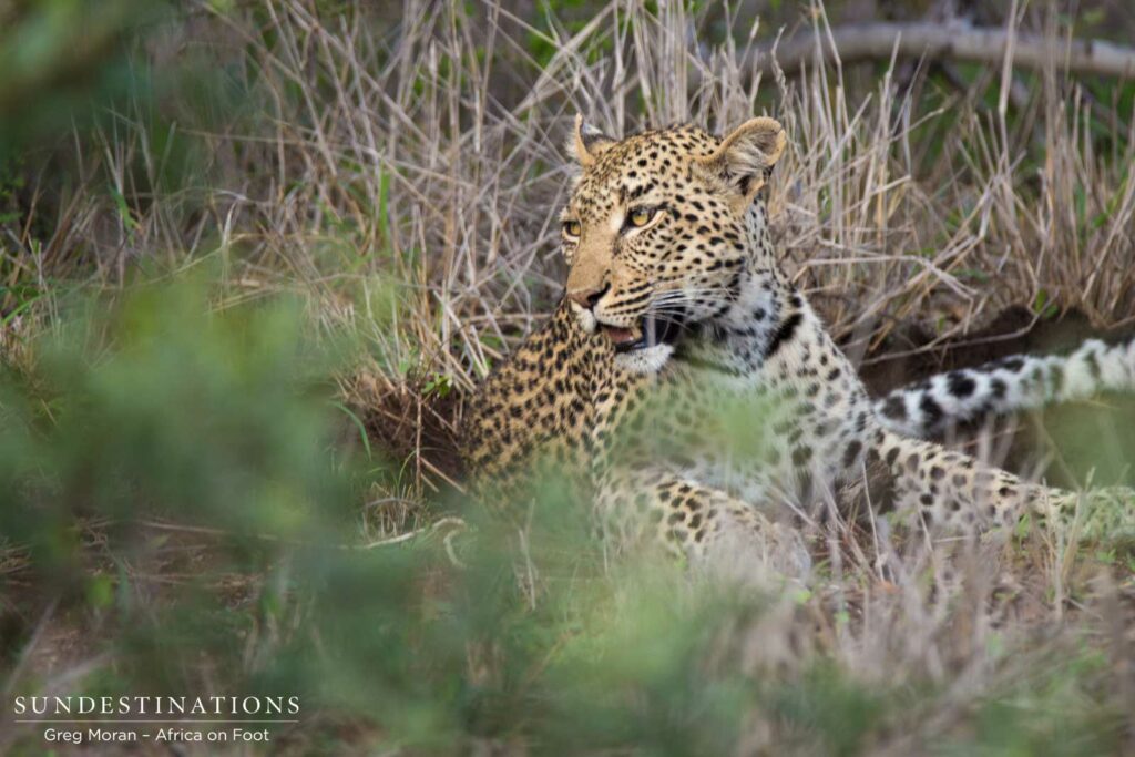 Marula resting after making a kill