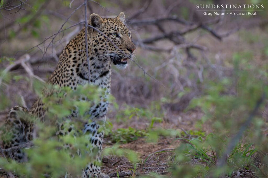 Lady leopard, Marula, pauses after feeding on a leopard kill