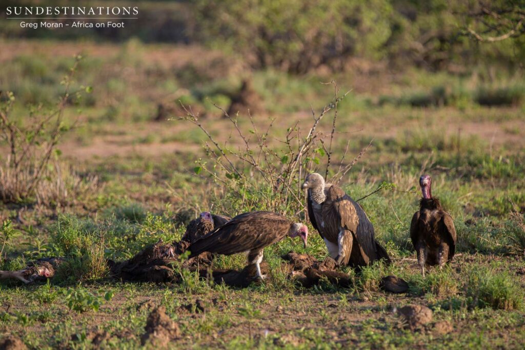 White-backed and hooded vultures pick at the remains