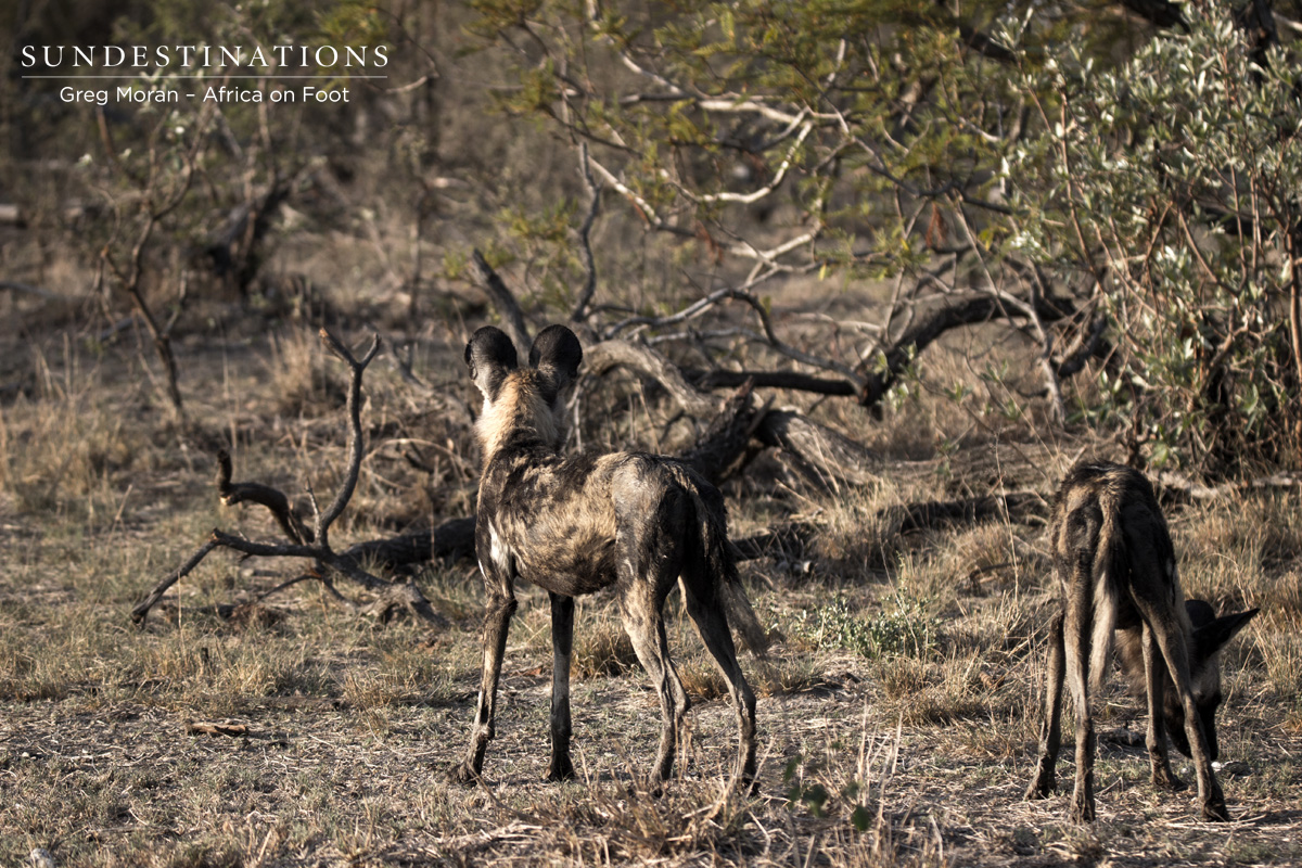 Africa on Foot Wild Dog