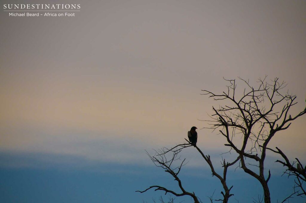 A bateleur eagle adds life to a leafless tree just as dusk turns the sky a peachy pink and creates a handsome silhouette. A bateleur eagle adds life to a leafless tree just as dusk turns the sky a peachy pink and creates a handsome silhouette.
