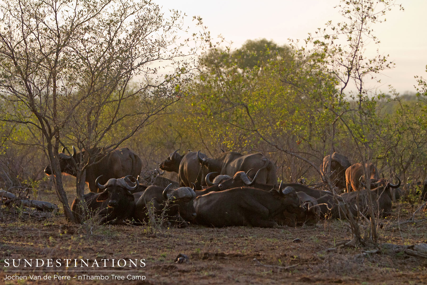 Buffalo Herd Buffalo Herd