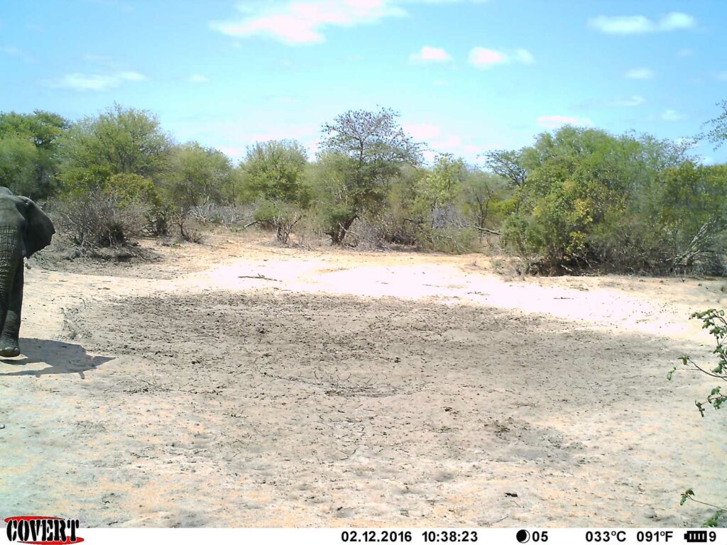 An elephant makes it into the frame of the photo as he visits a sadly dry, Sneaky Pan An elephant makes it into the frame of the photo as he visits a sadly dry, Sneaky Pan