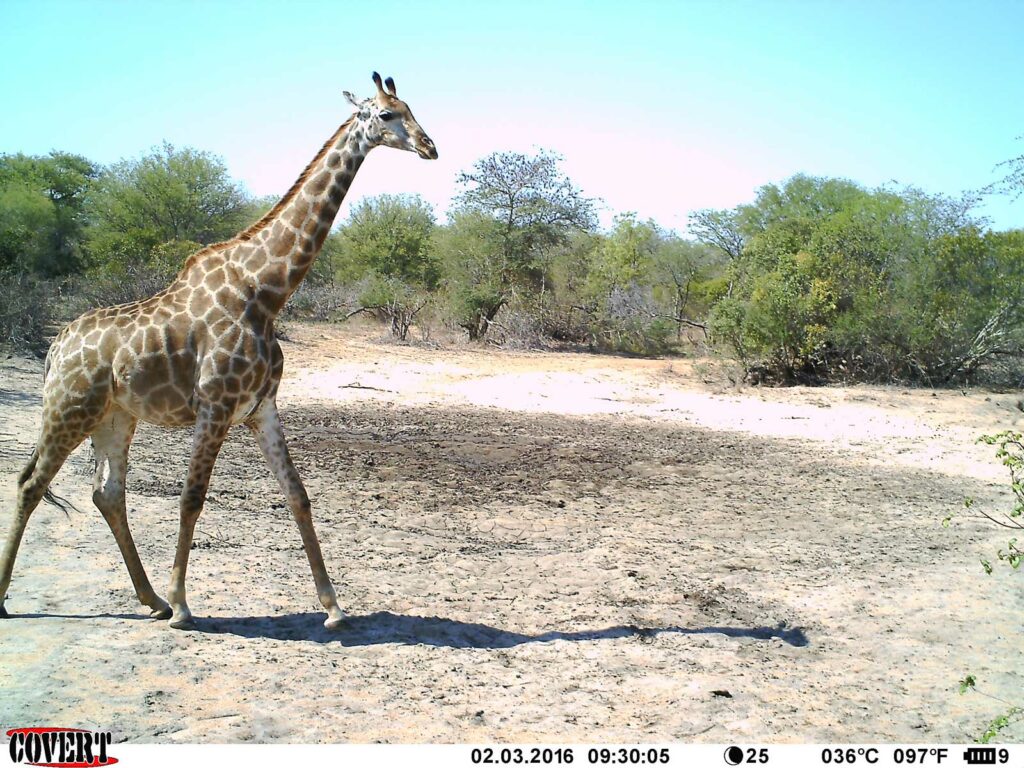 A lone giraffe visits the dry pan