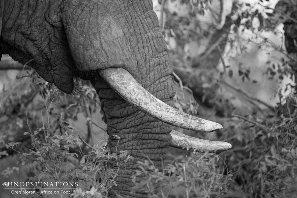 Elephants emerge out of the thicket now that there is ample water feeding the Klaserie, and this individual gave us the opportunity to analyse him in detail. Elephants emerge out of the thicket now that there is ample water feeding the Klaserie, and this individual gave us the opportunity to analyse him in detail.