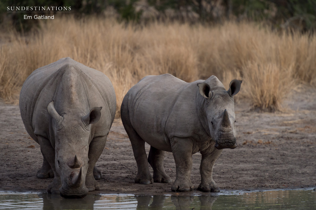 World Wildlife Day 2016 - Rhinos