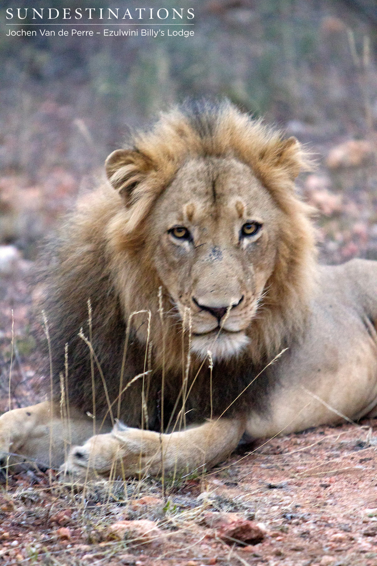 Unknown Ezulwini Male Lions