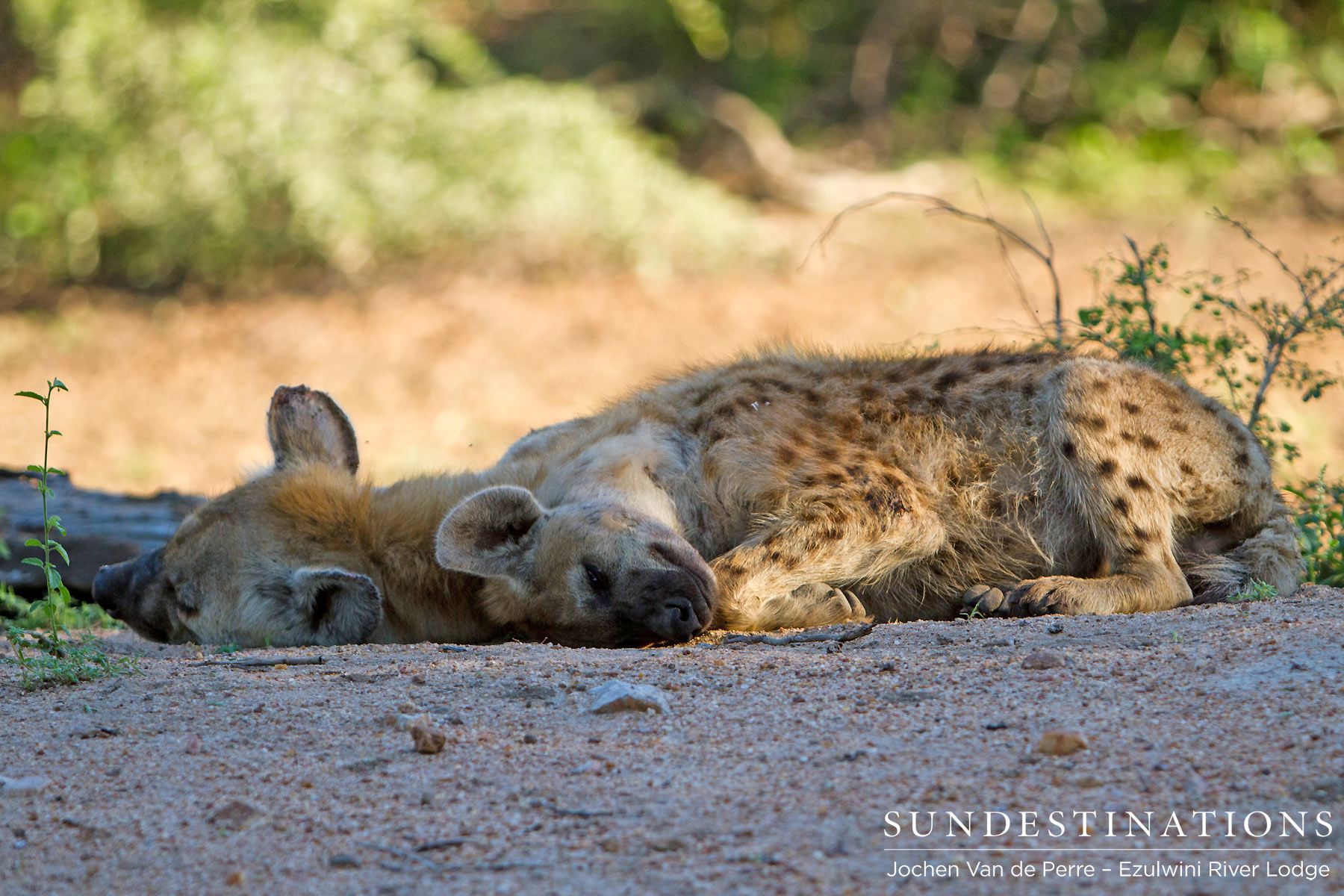 Sleeping Hyenas