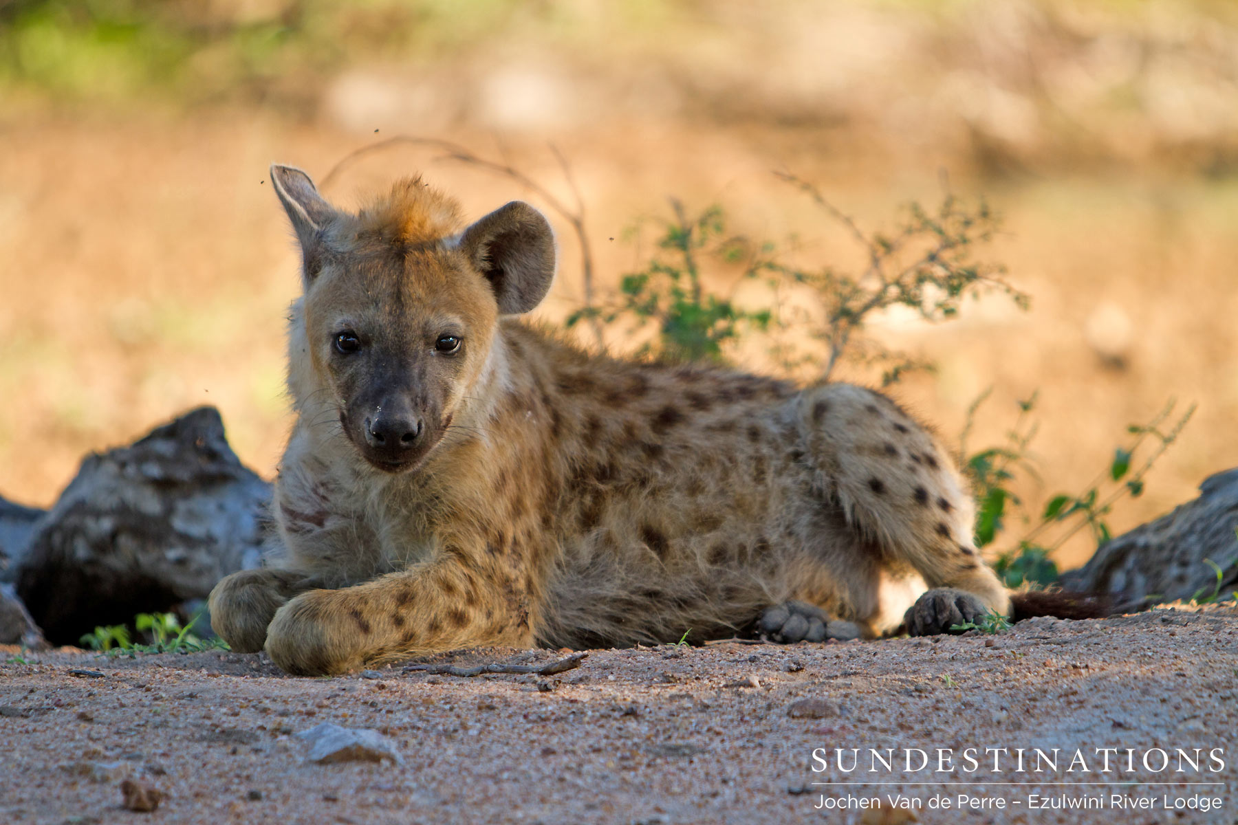 Lone Hyena Relaxing